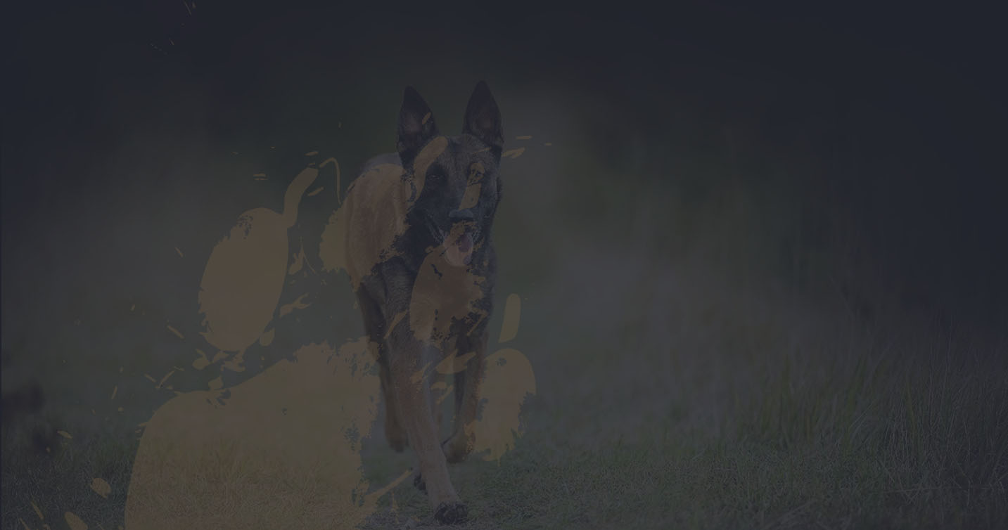 OTSO HARANA et PAWSITIVE DOG
